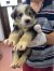 79 | Teddy | Bild 22/22